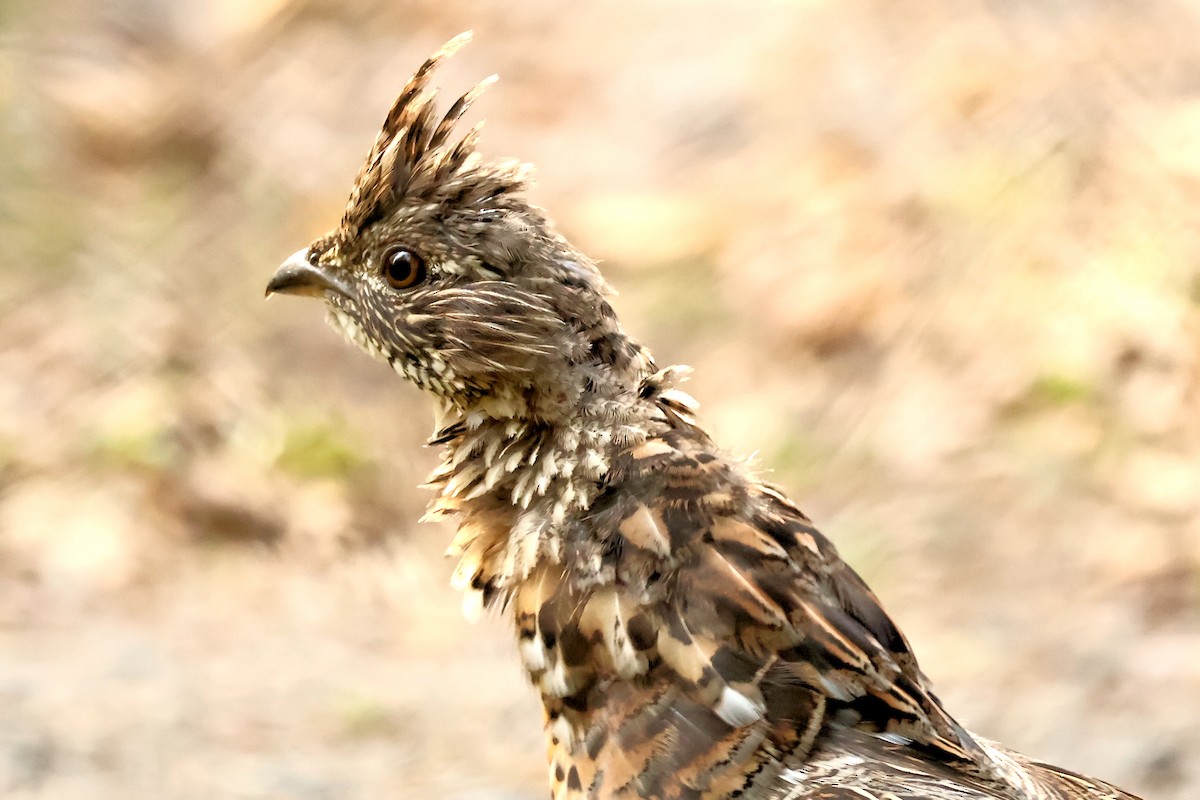 Ruffed Grouse - ML623982035