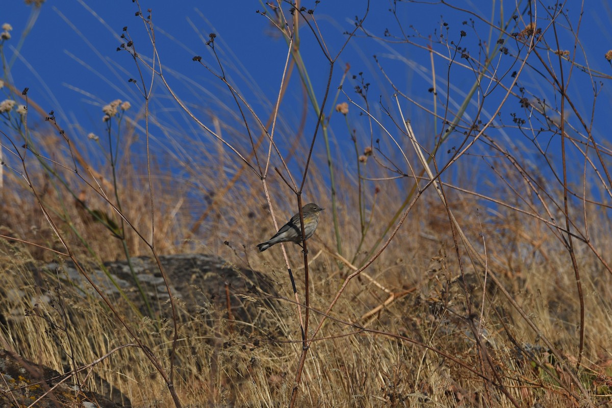 Yellow-rumped Warbler - ML623982055