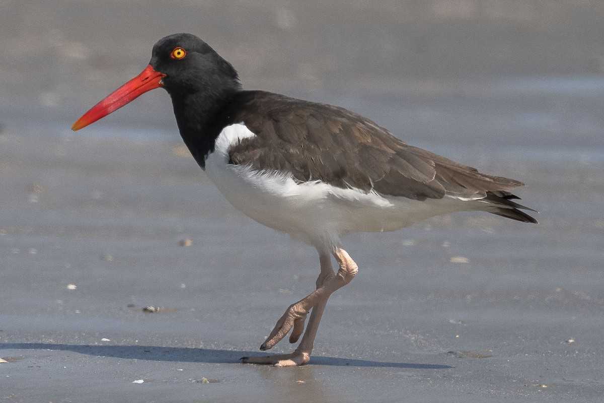 American Oystercatcher - ML623982068