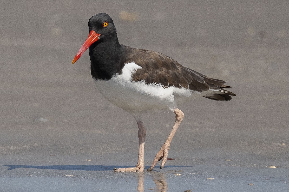 American Oystercatcher - ML623982075