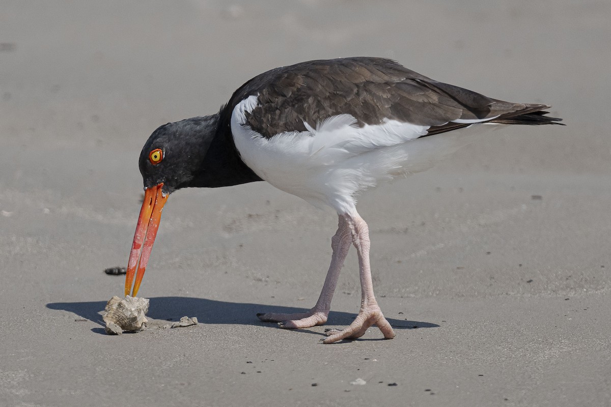 American Oystercatcher - ML623982080