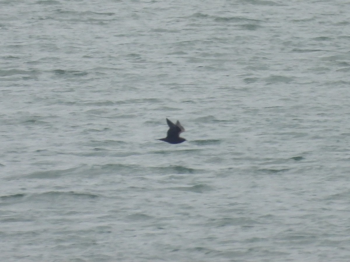 Parasitic Jaeger - Sean Whelan