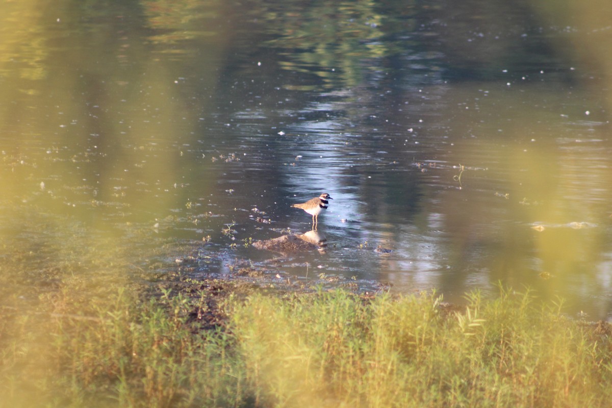 Killdeer - ML623982111