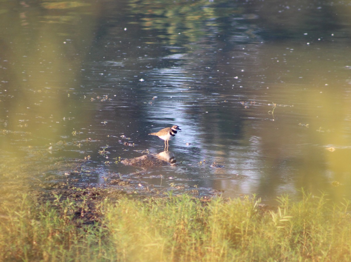 Killdeer - ML623982113