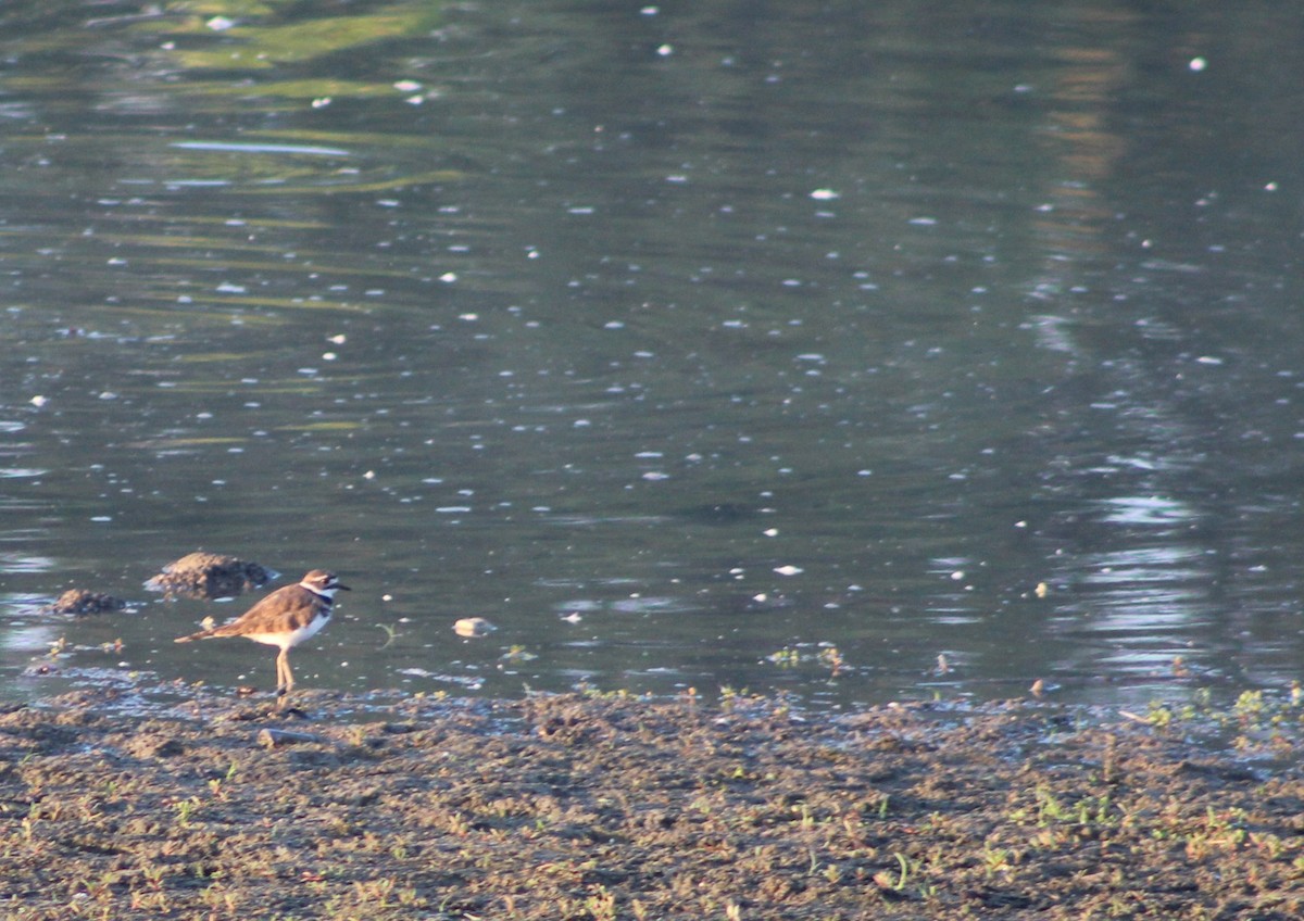 Killdeer - ML623982115