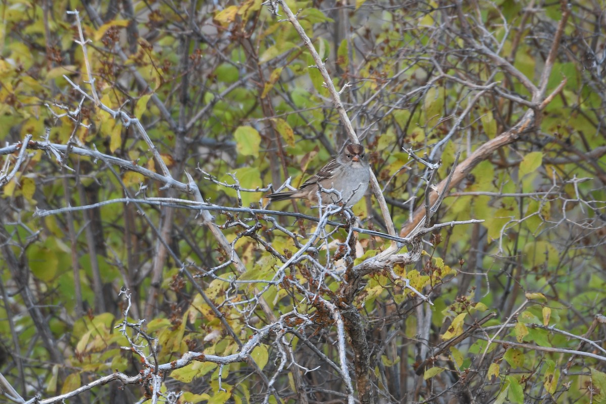 Bruant à couronne blanche - ML623982121