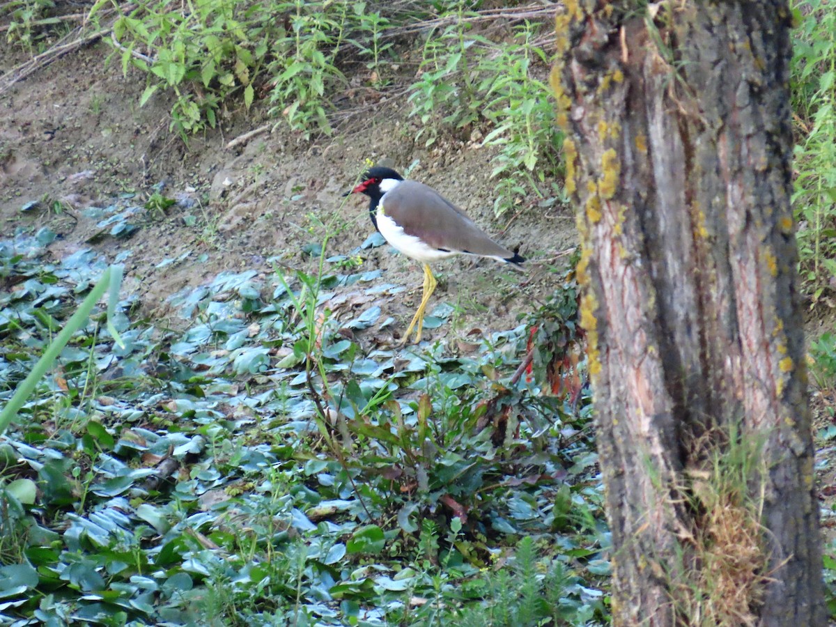 Red-wattled Lapwing - ML623982202