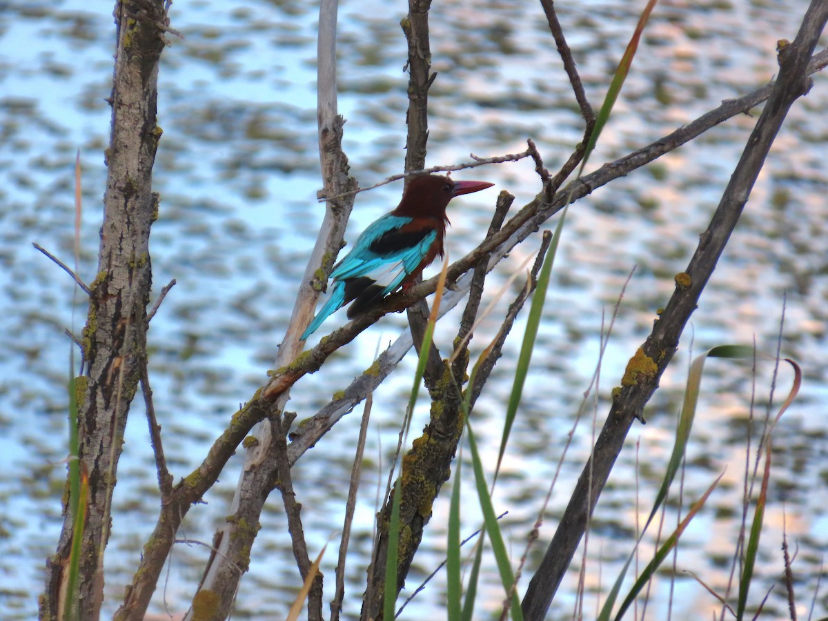 White-throated Kingfisher - ML623982208