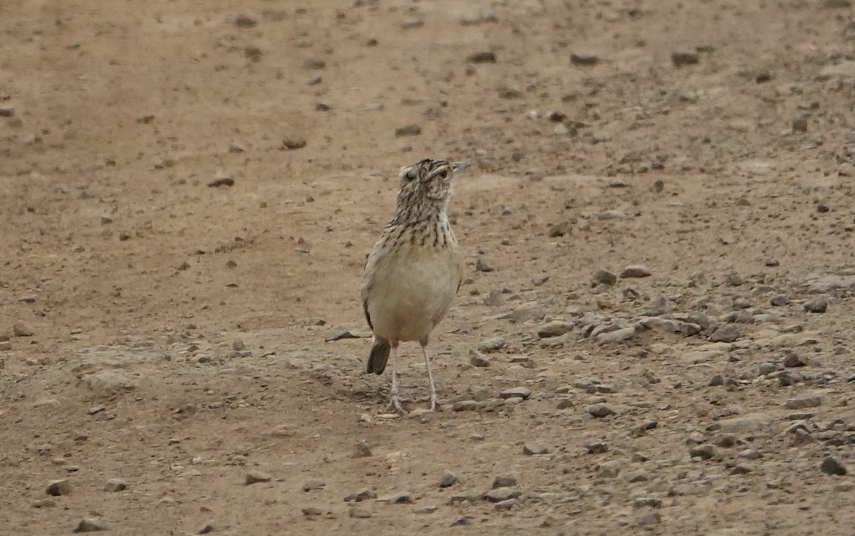 Rufous-naped Lark - ML623982220