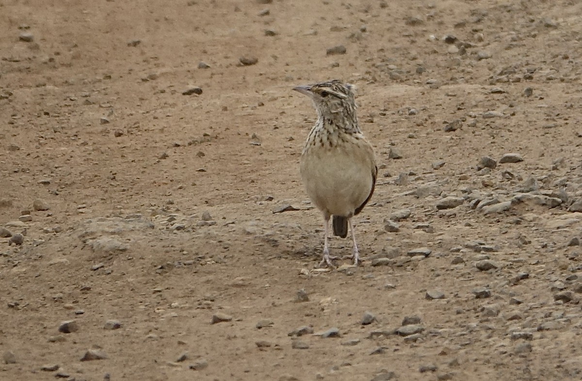 Rufous-naped Lark - ML623982221