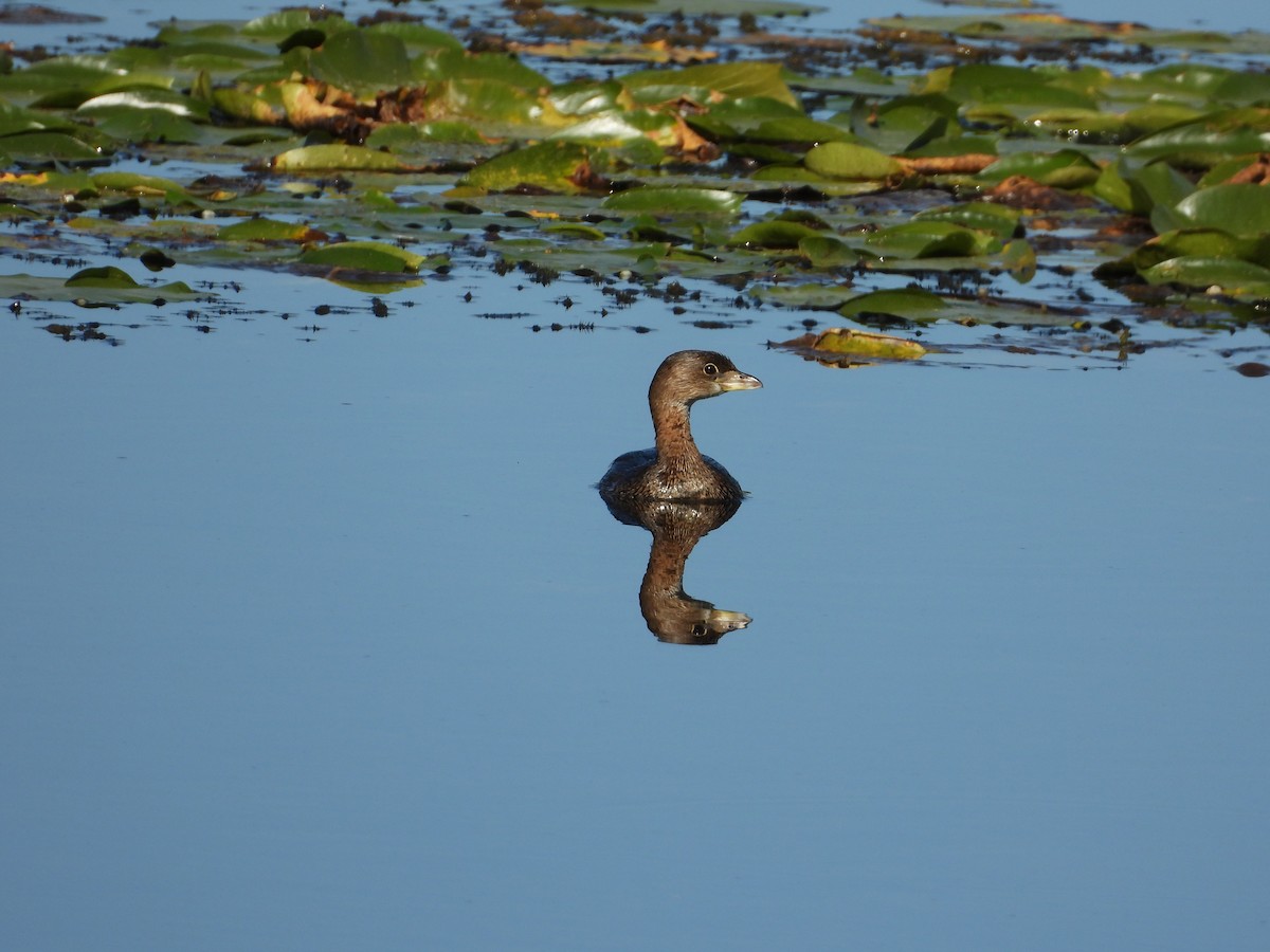 Pied-billed Grebe - ML623982222