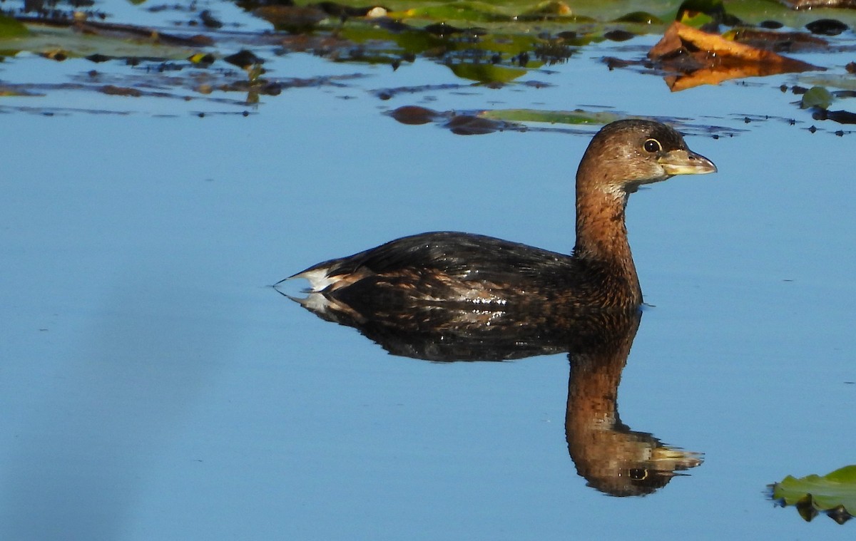 Pied-billed Grebe - ML623982234