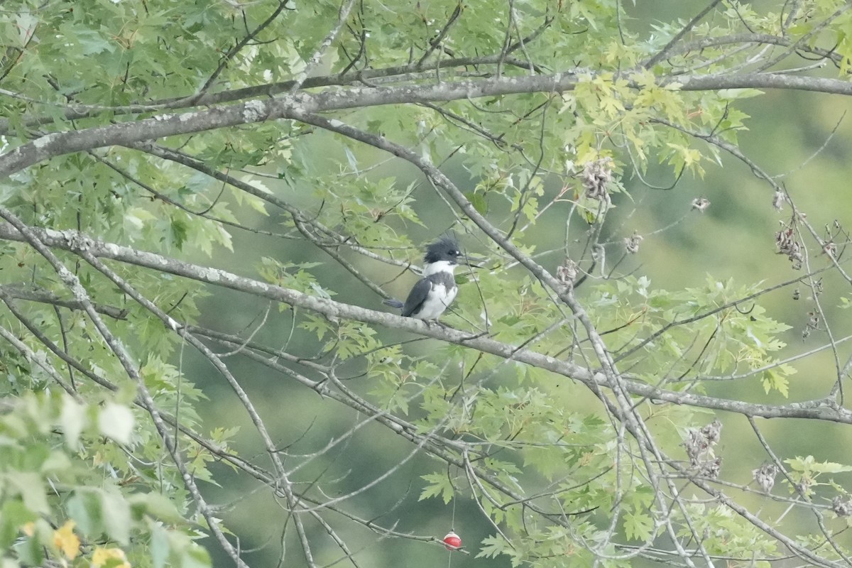 Belted Kingfisher - ML623982249