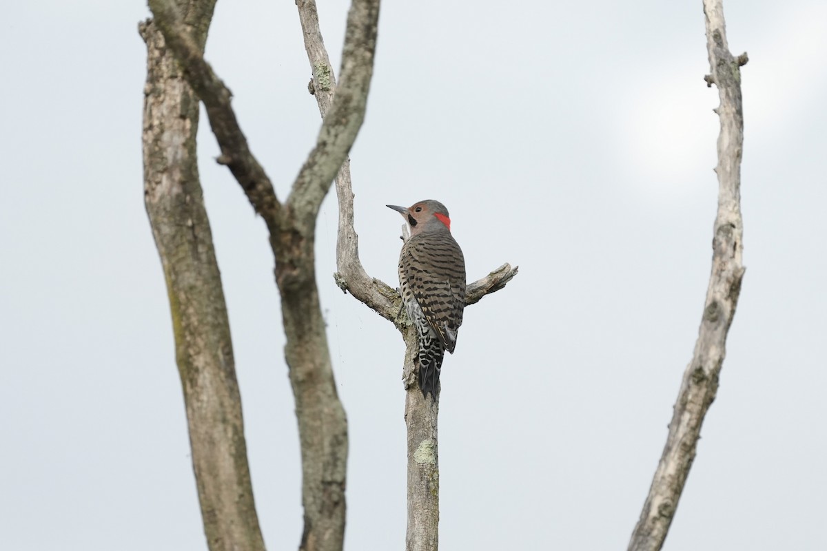 Northern Flicker - ML623982252