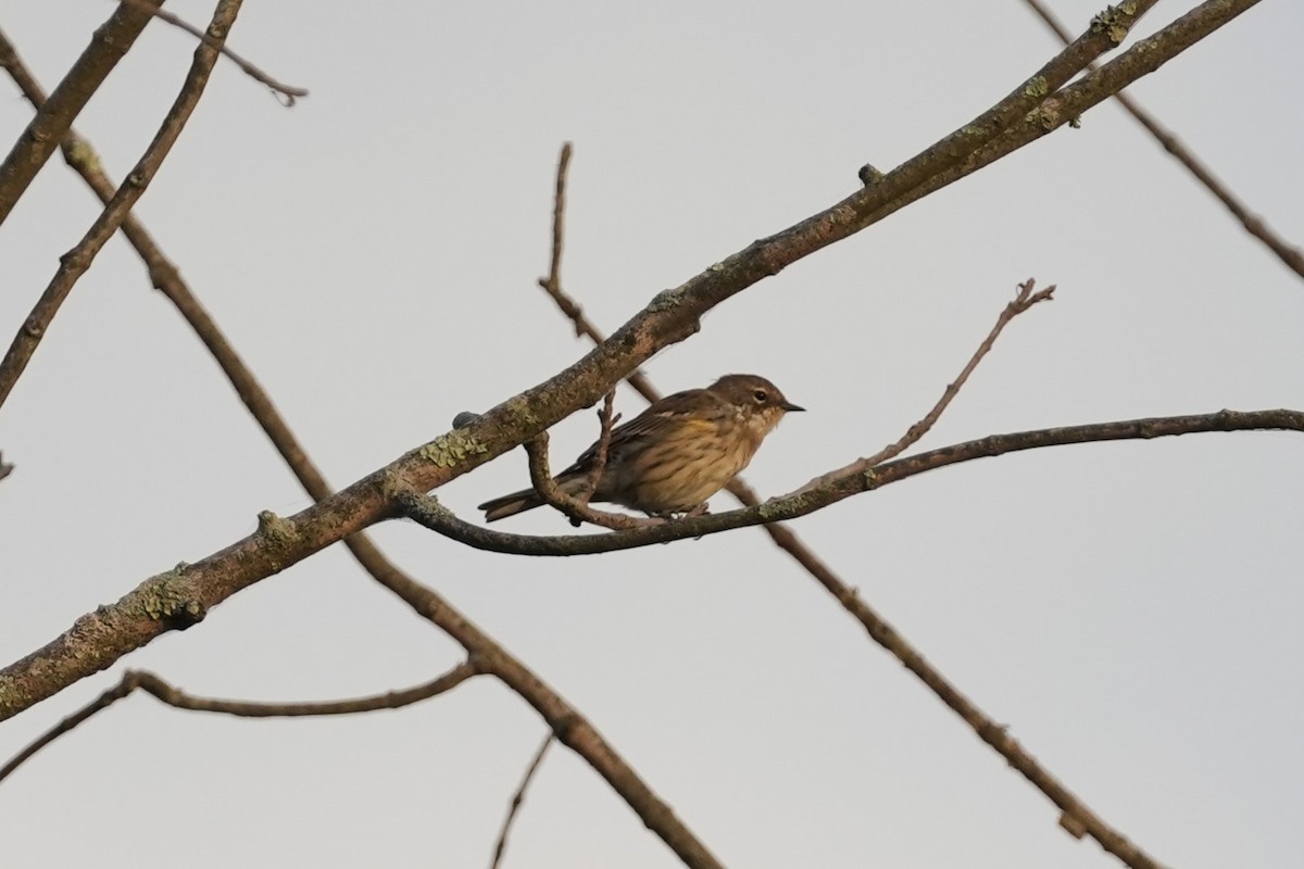 Yellow-rumped Warbler - ML623982261