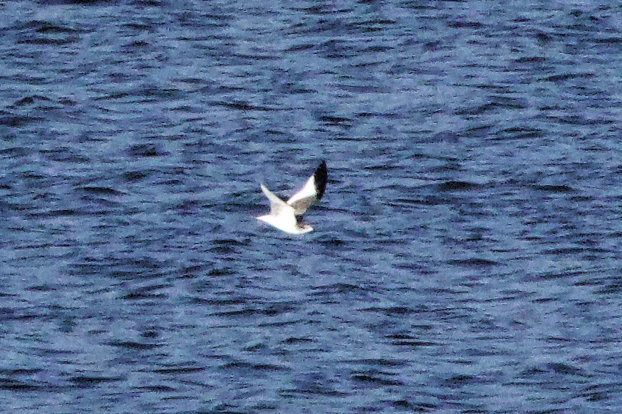 Sabine's Gull - ML623982263