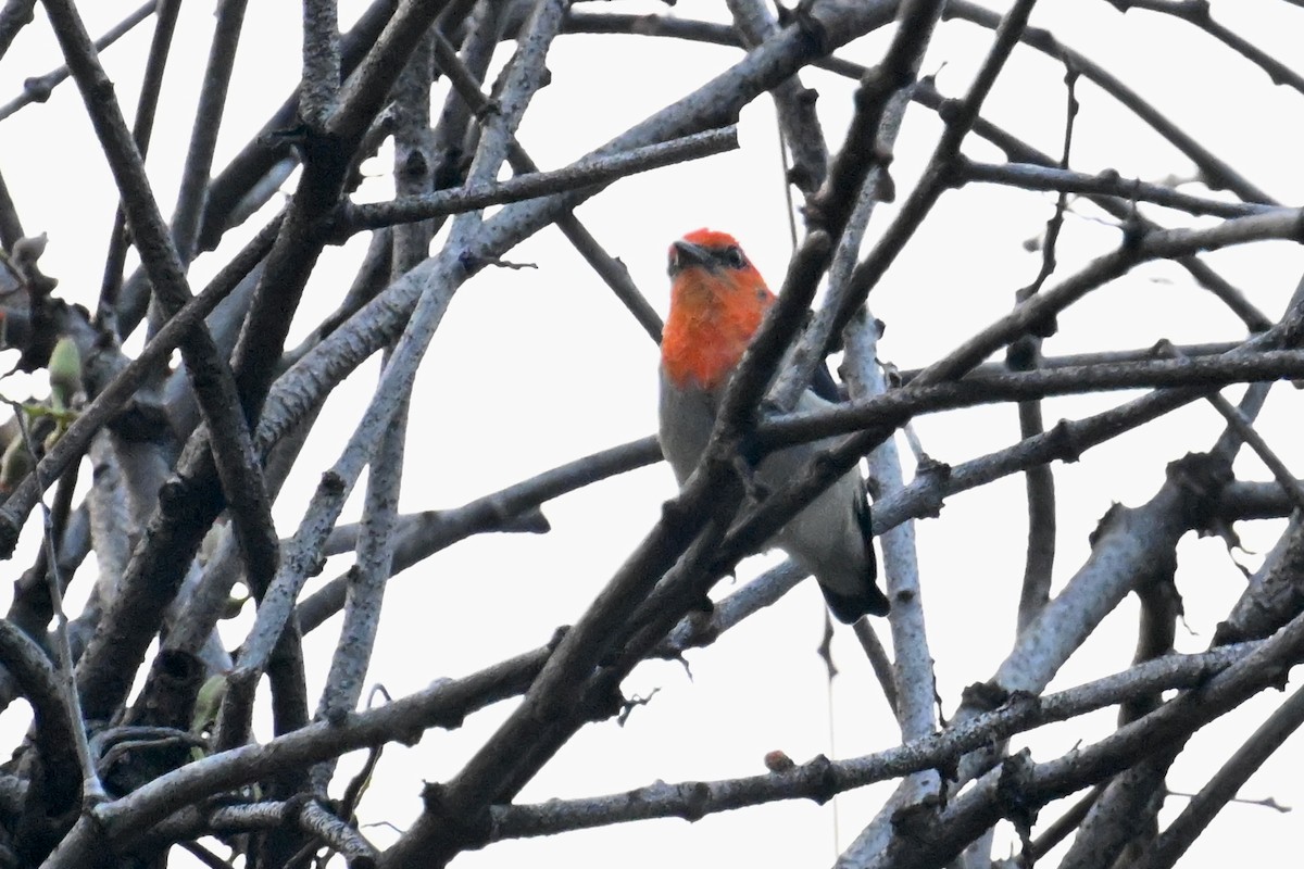Scarlet-headed Flowerpecker - ML623982268