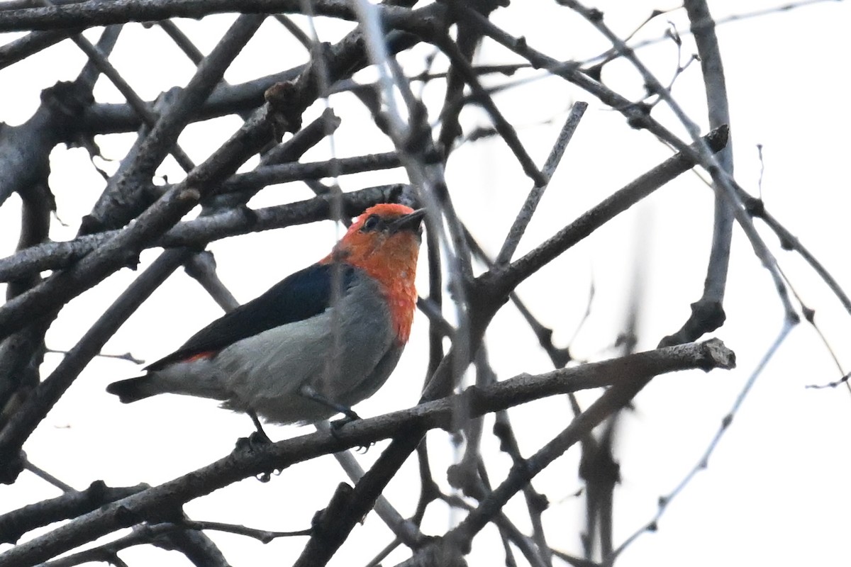 Scarlet-headed Flowerpecker - ML623982269