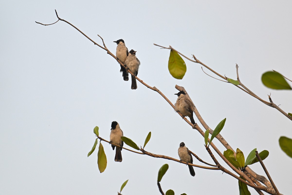 Sooty-headed Bulbul - ML623982276