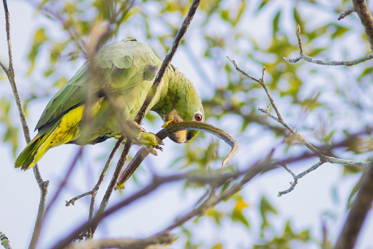 Mealy Parrot - ML623982278