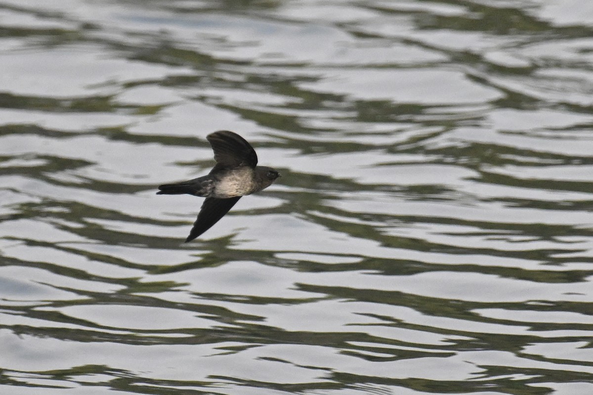 Cave Swiftlet - ML623982279