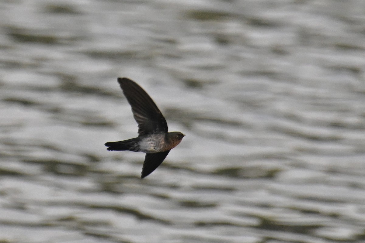 Cave Swiftlet - ML623982281