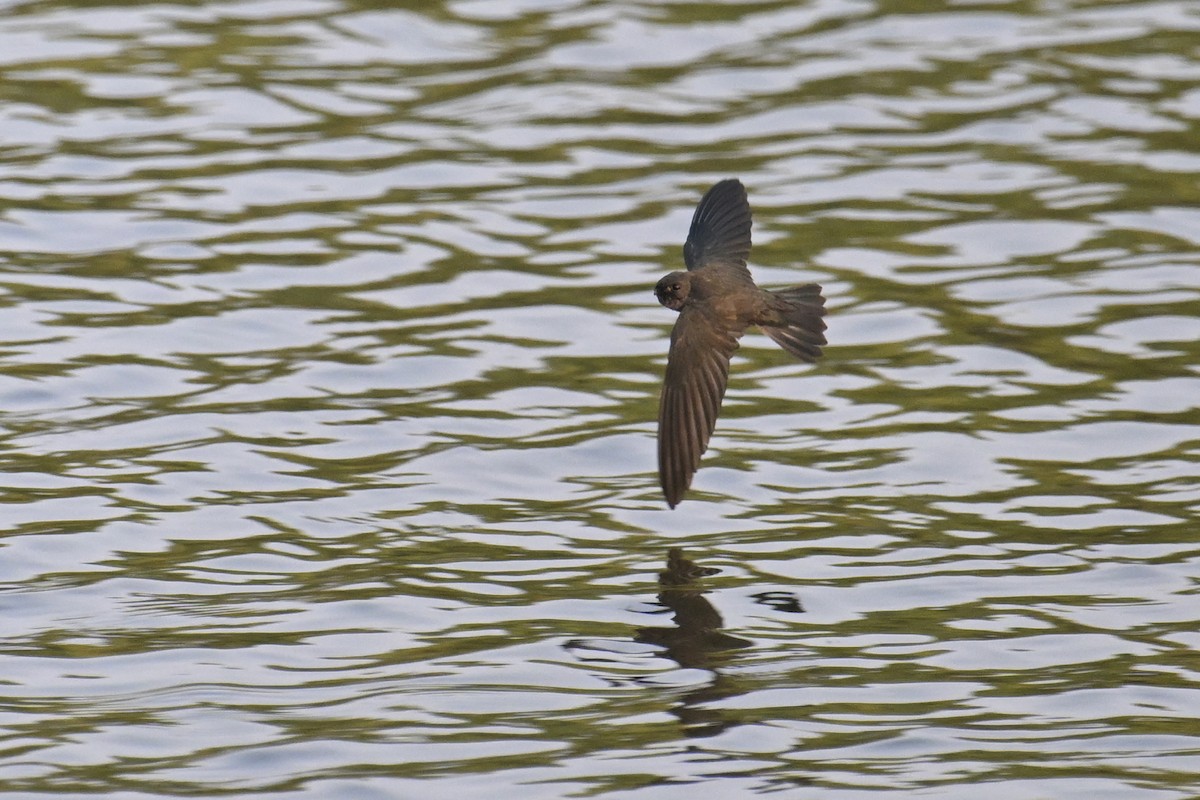 Cave Swiftlet - ML623982290