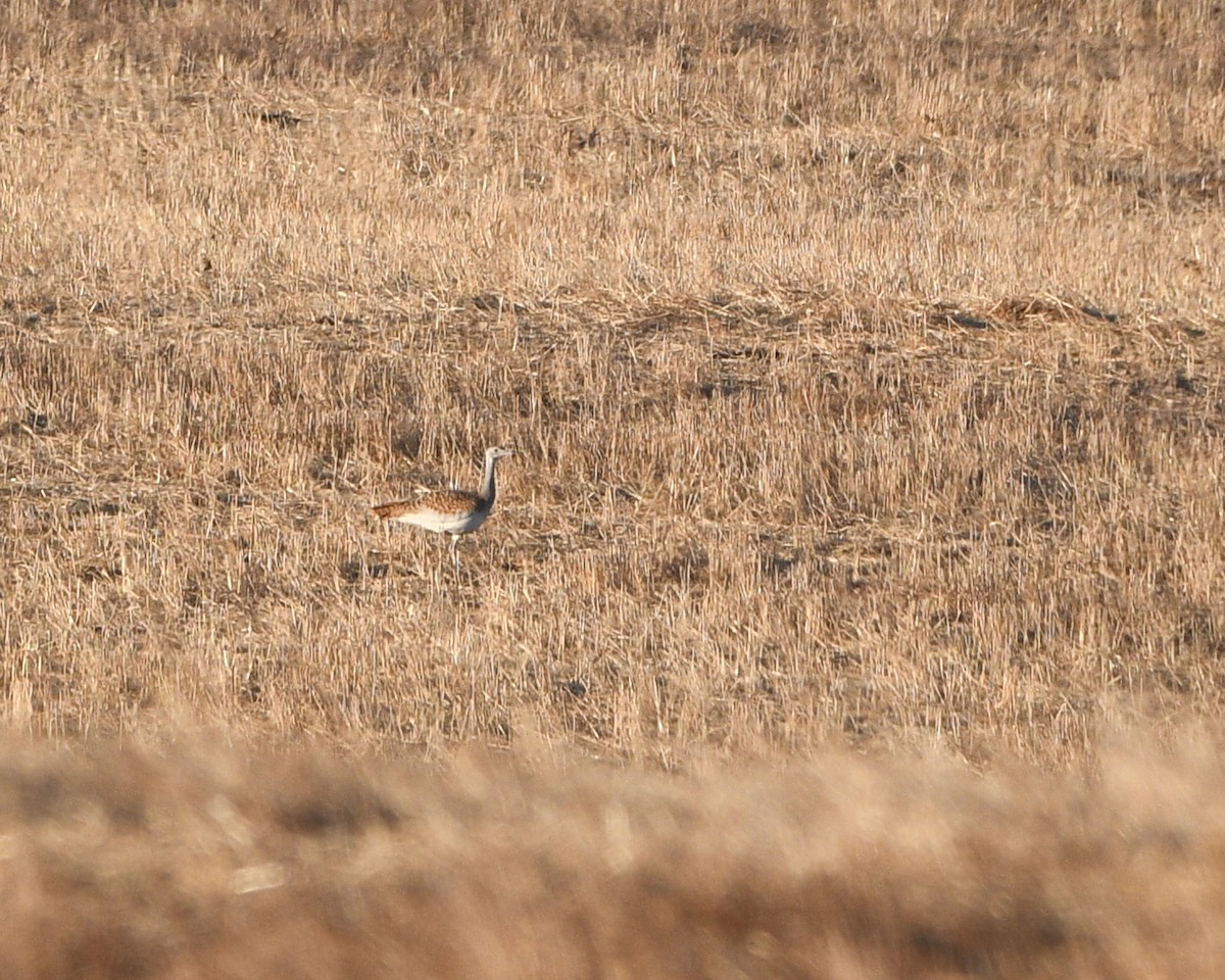 Great Bustard - ML623982298