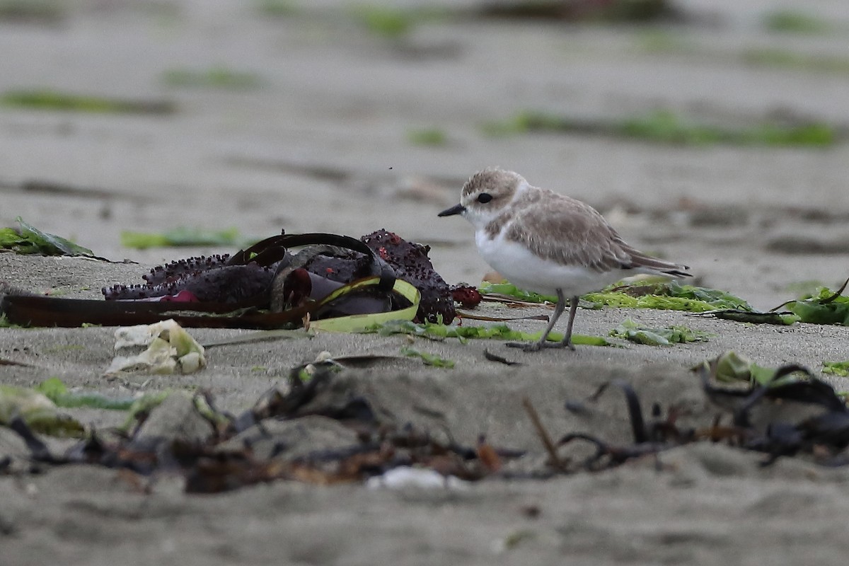 Snowy Plover (nivosus) - ML623982300