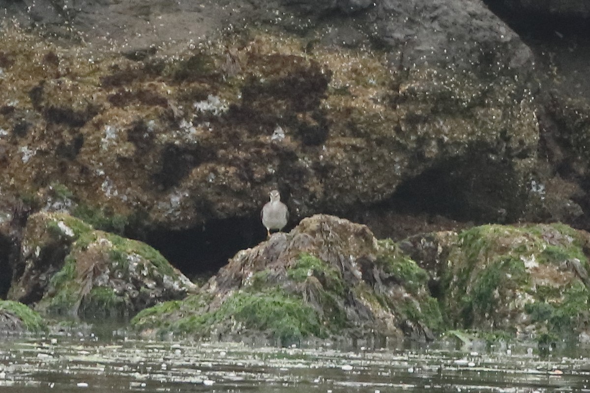 Wandering Tattler - ML623982306