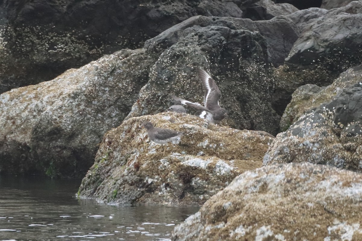 Surfbird - ML623982309