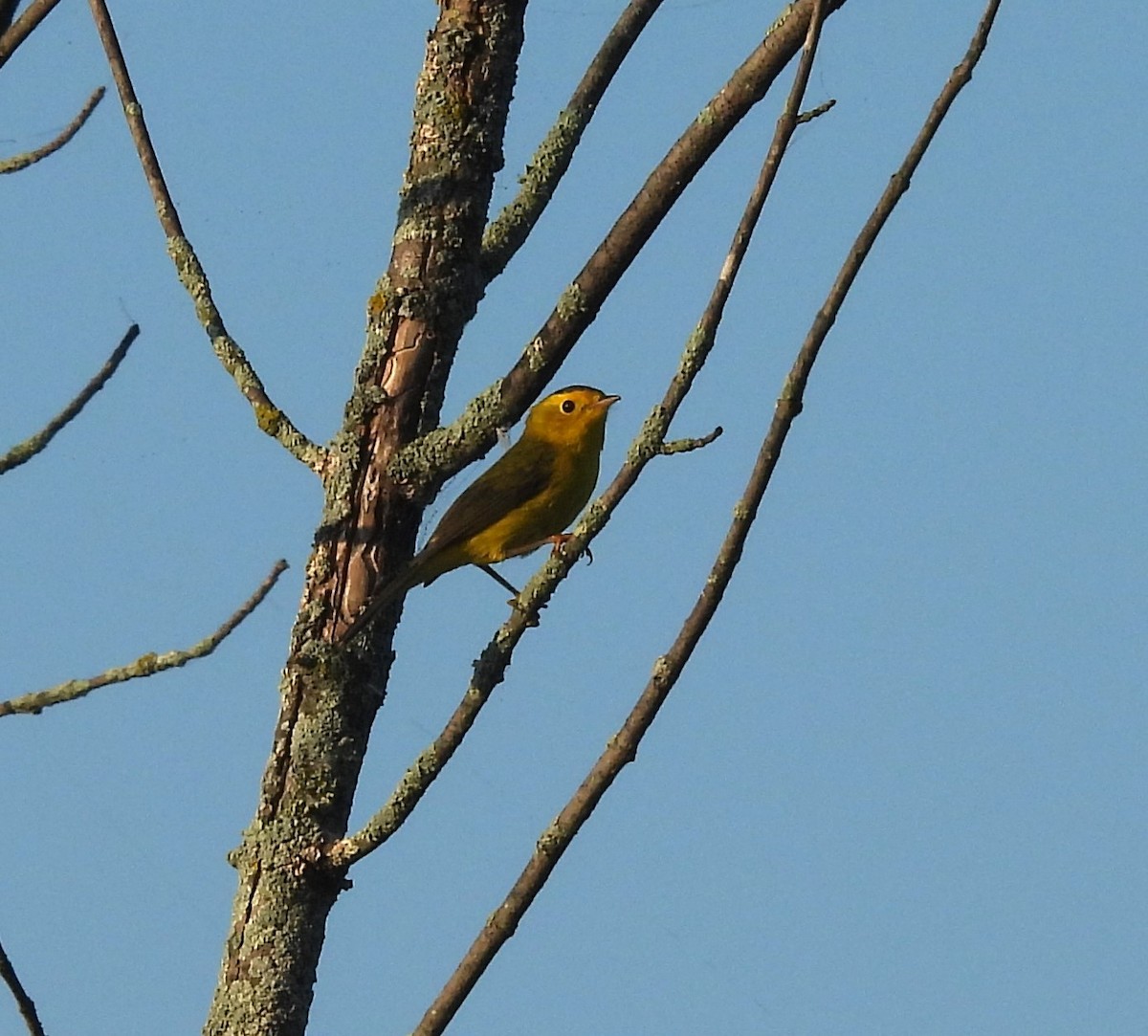 Wilson's Warbler - ML623982356