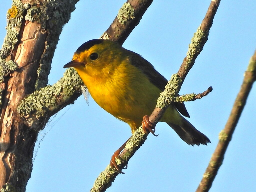 Wilson's Warbler - ML623982357