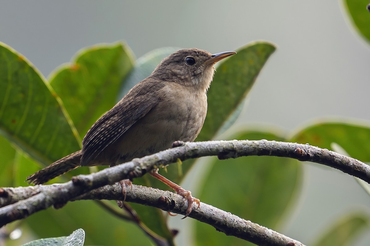 House Wren (Southern) - ML623982359