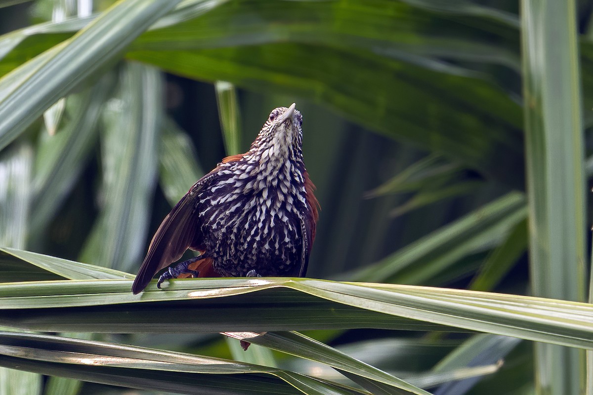 Point-tailed Palmcreeper - ML623982374