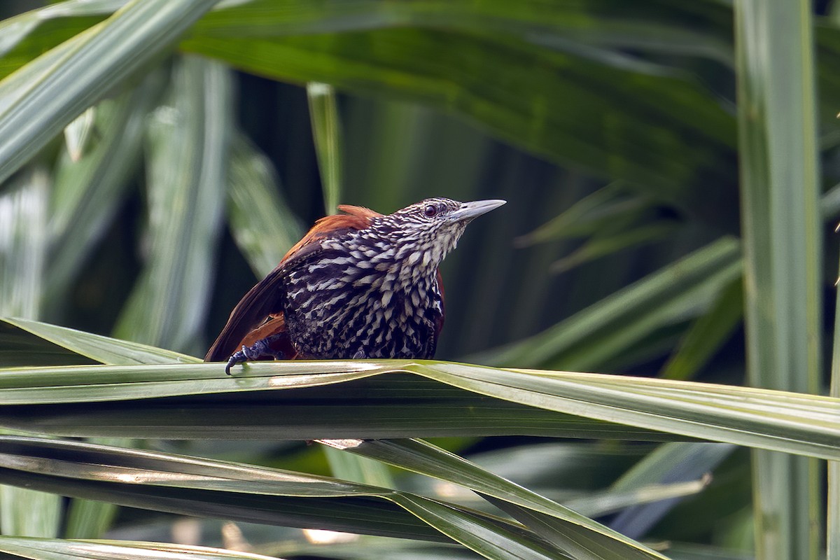 Point-tailed Palmcreeper - ML623982375