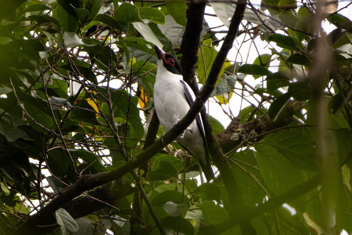 Black-tailed Tityra - João Pedro Mesquita