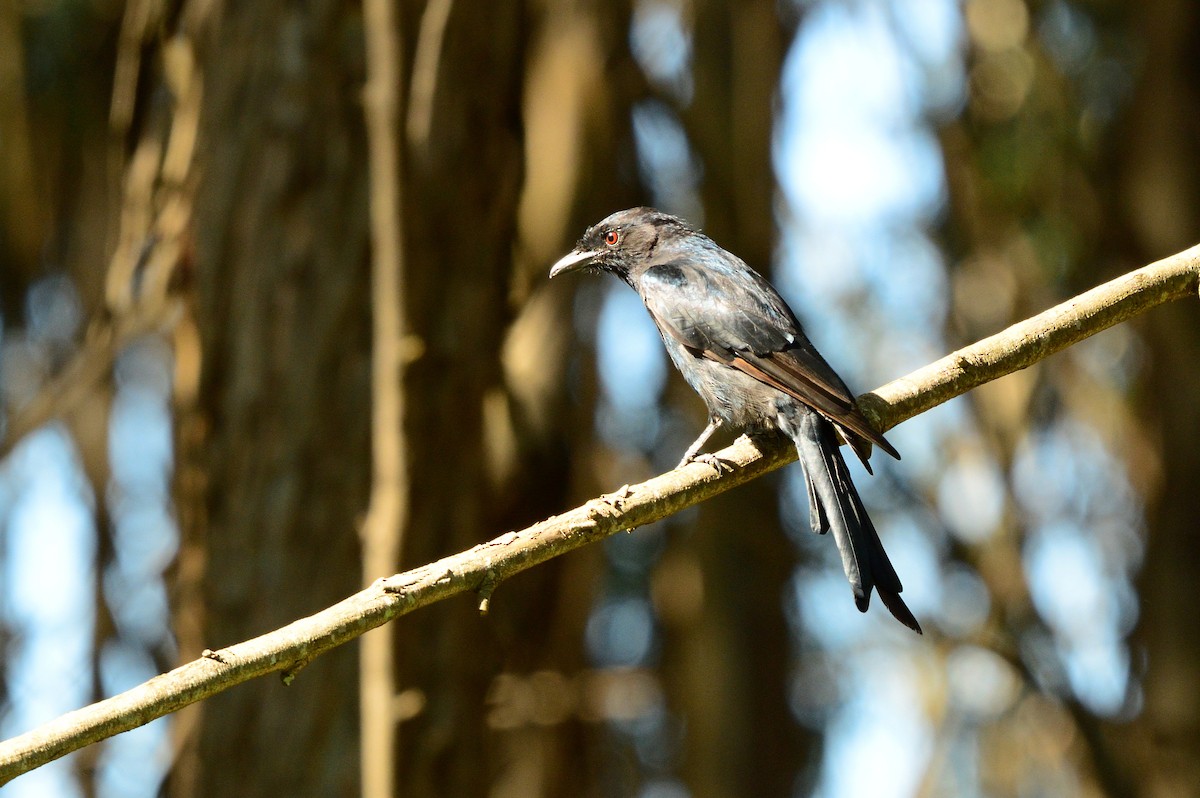 Çatal Kuyruklu Drongo - ML623982395