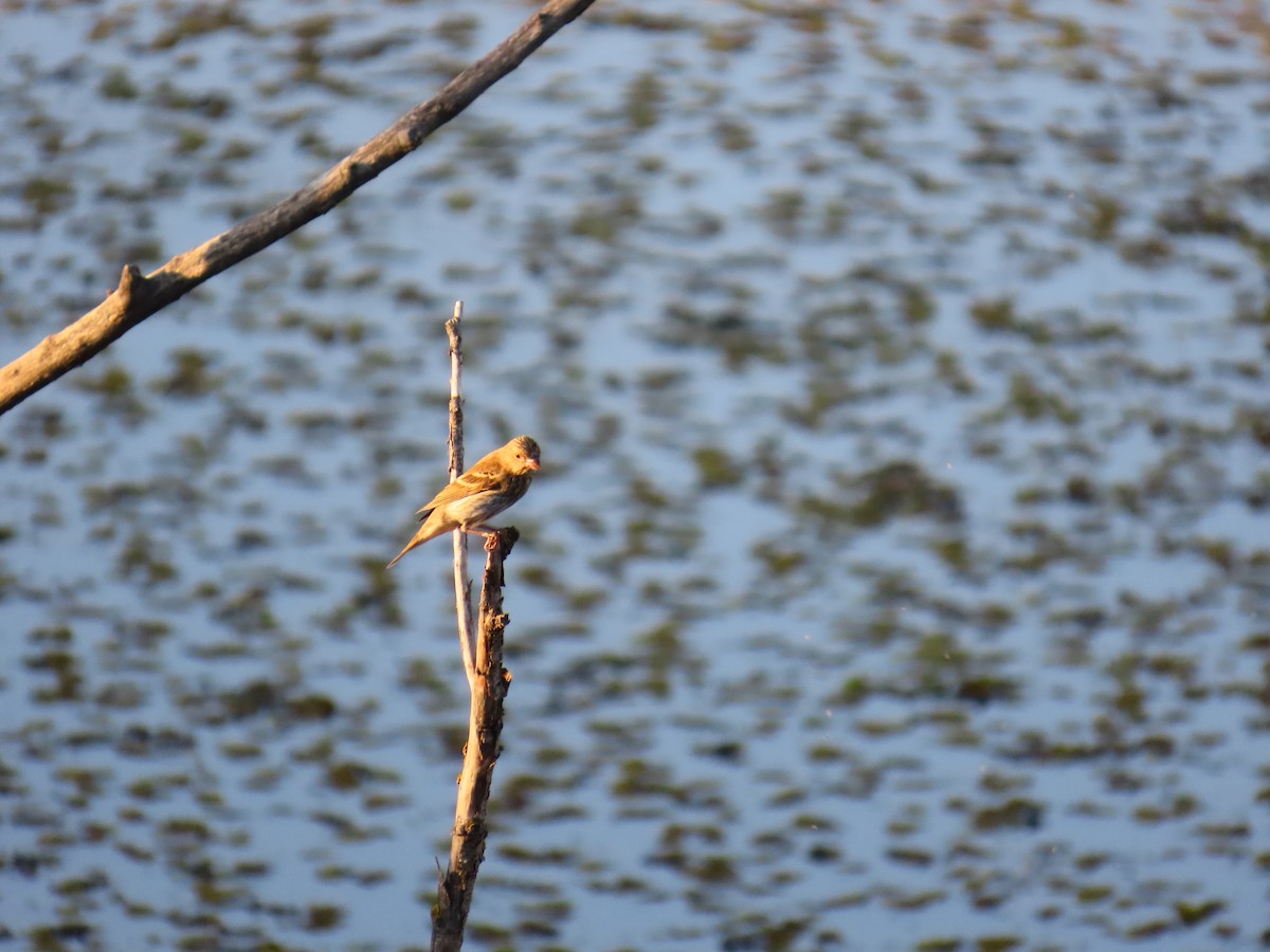 Common Rosefinch - ML623982420