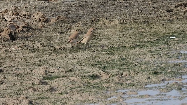 חנקן ערבות - ML623982421