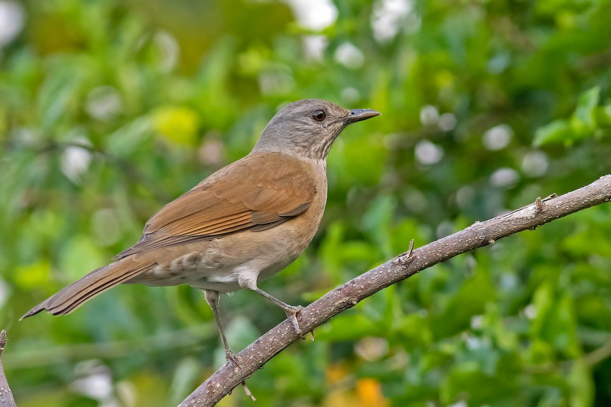 Pale-breasted Thrush - Fábio Giordano