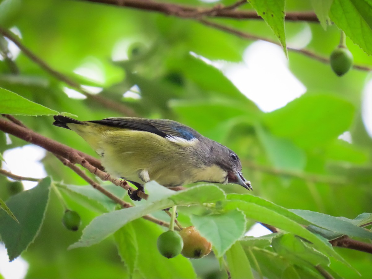 Pygmy Flowerpecker - ML623982451