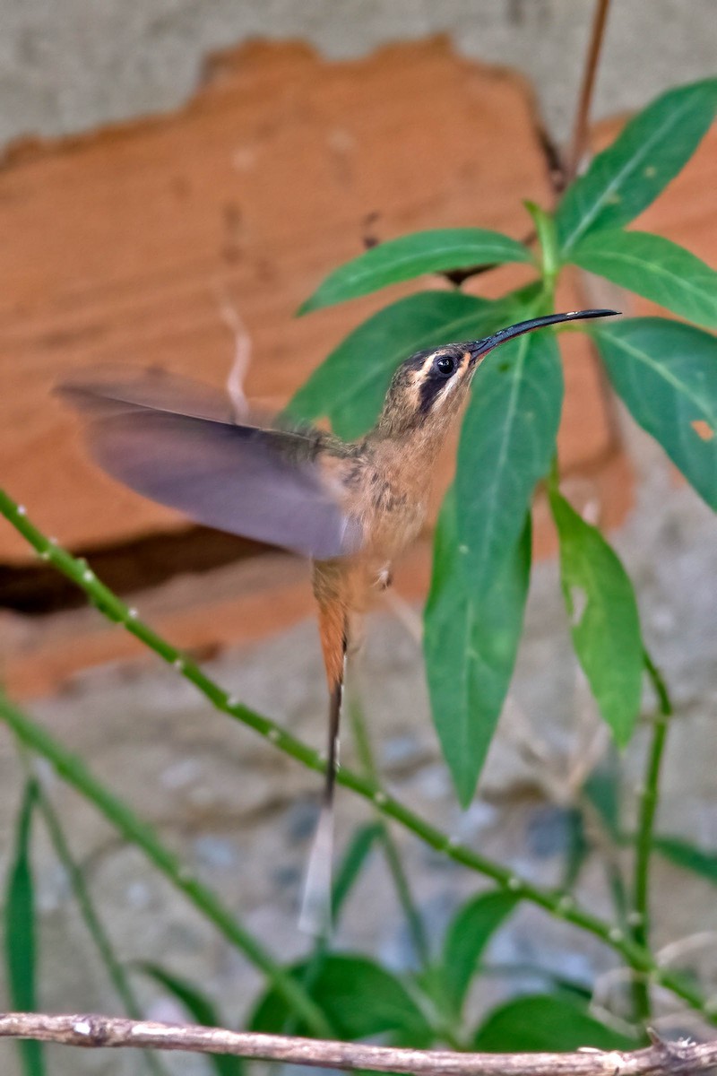 Planalto Hermit - ML623982465