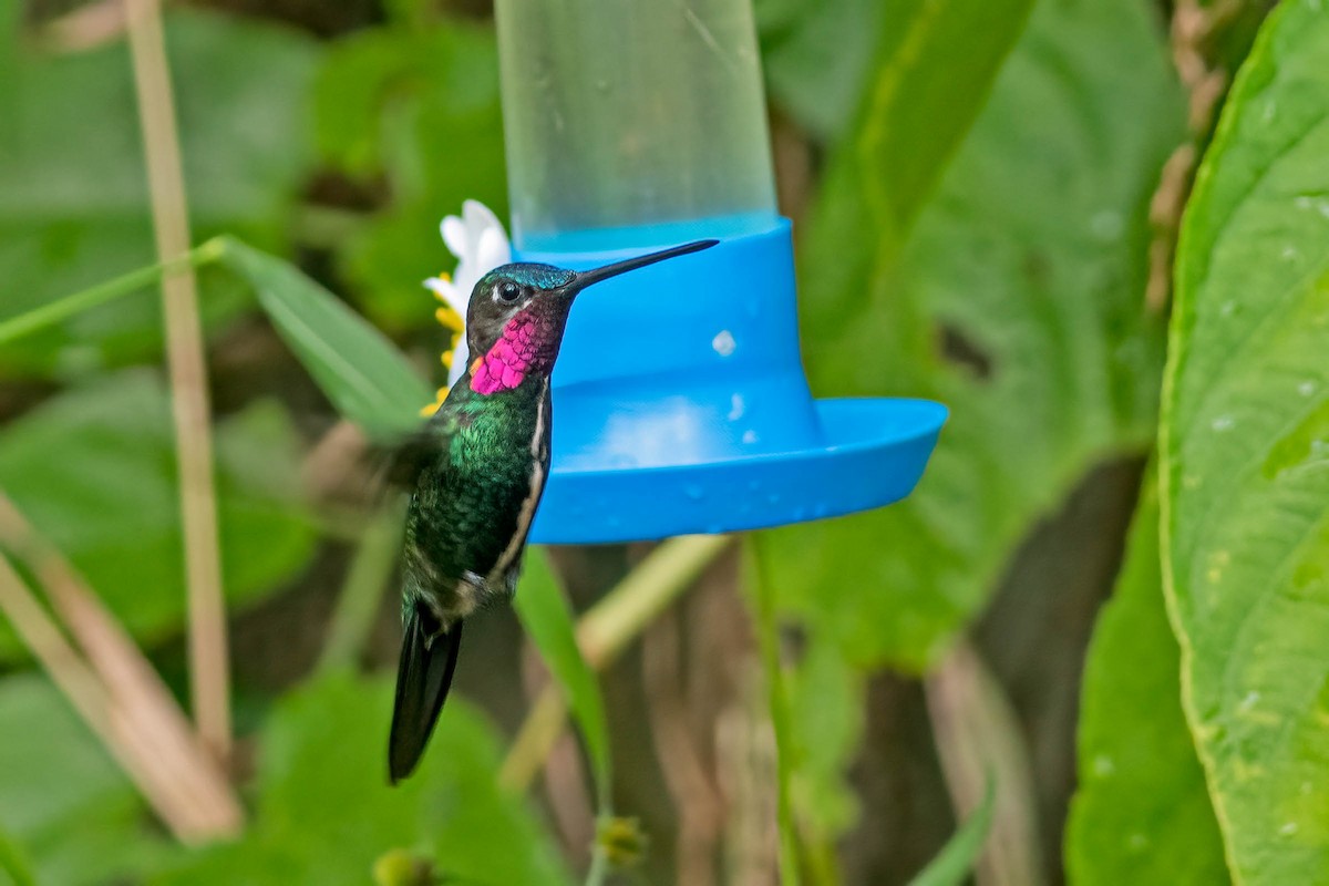 Stripe-breasted Starthroat - Fábio Giordano