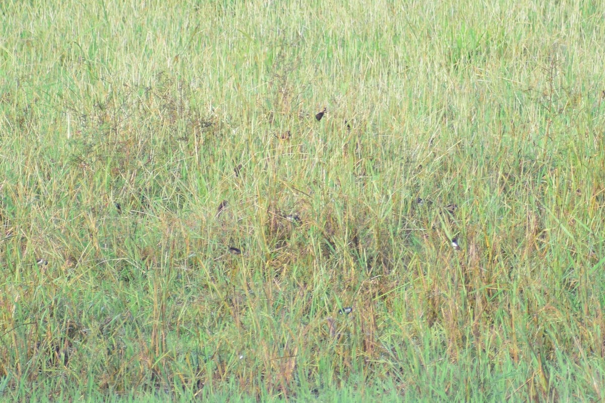 Black-throated Munia - ML623982504