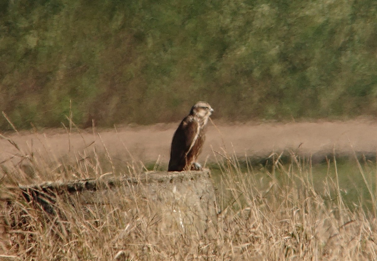 Saker Falcon - ML623982535