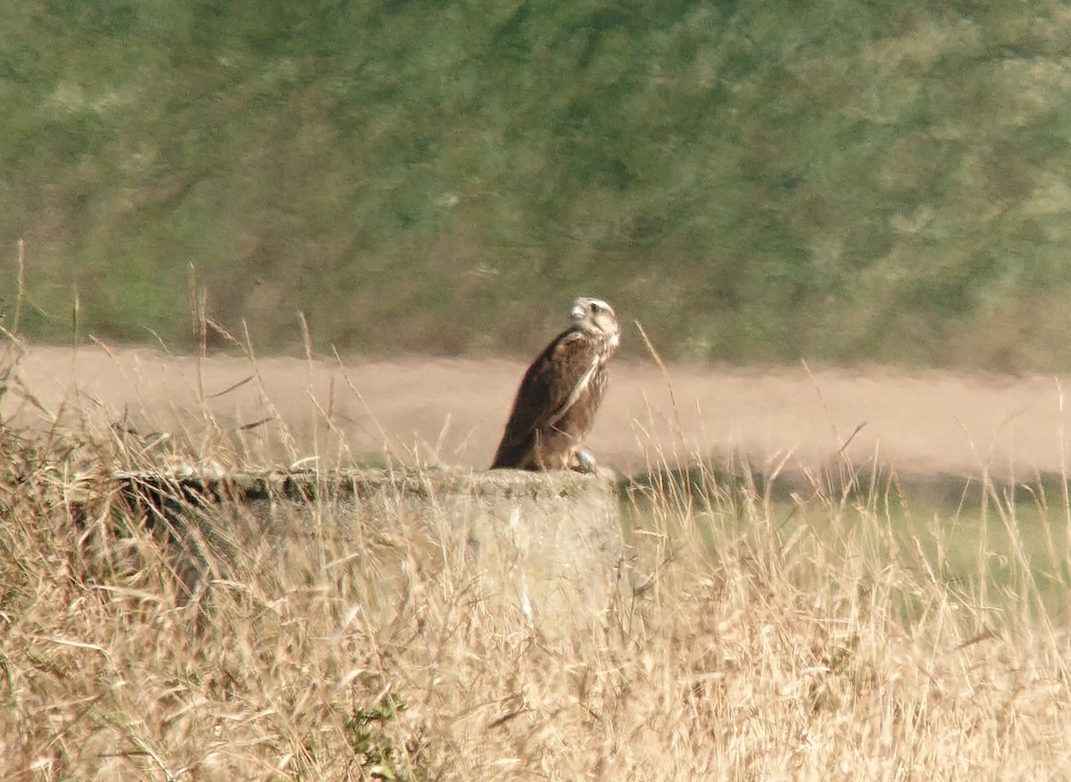 Saker Falcon - ML623982536