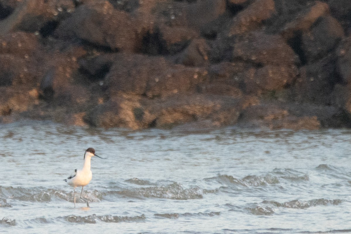 Pied Avocet - ML623982565