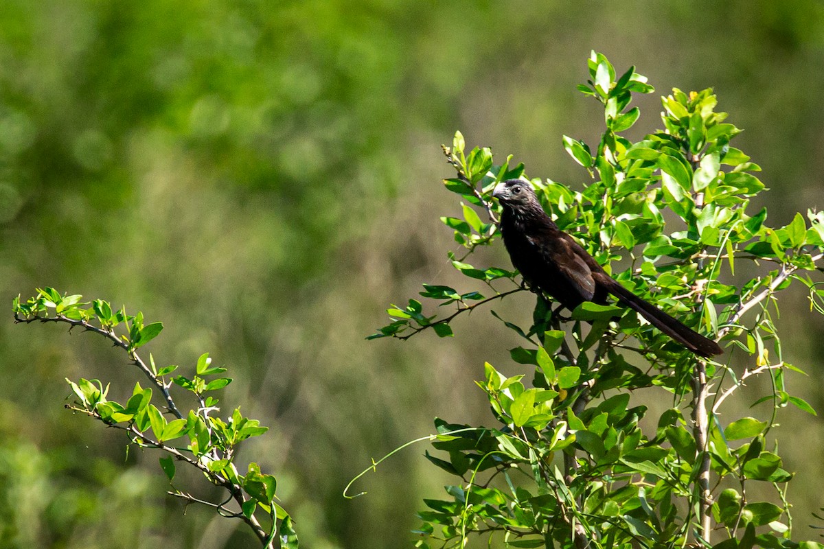 Groove-billed Ani - ML623982570