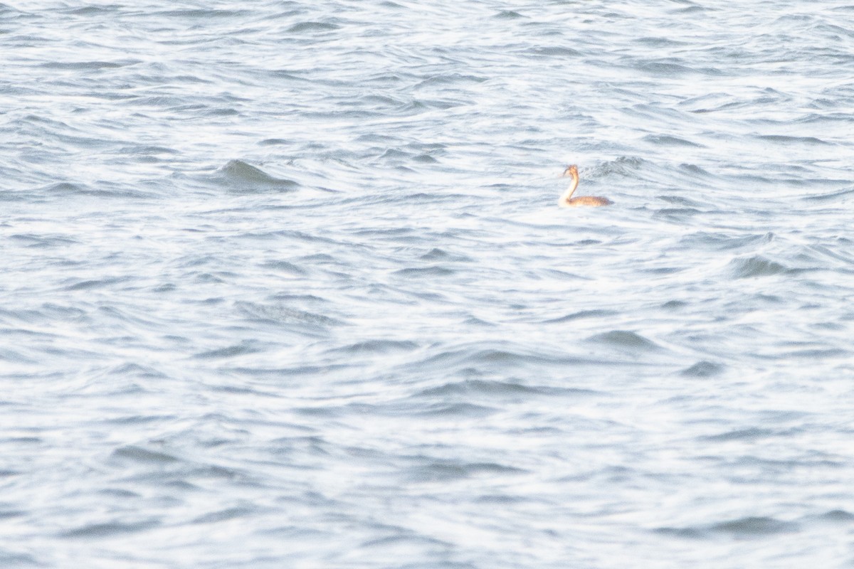 Great Crested Grebe - ML623982572